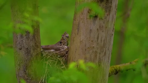 Three song thrush chicks resting in nest waiting for food on overcast summer day Vídeo Stock 345079160