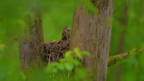 Three song thrush chicks resting in nest waiting for food on overcast summer day Vídeo Stock 345079177