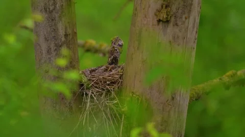 Three song thrush chicks resting in nest waiting for food on overcast summer day Vídeo Stock 345079268