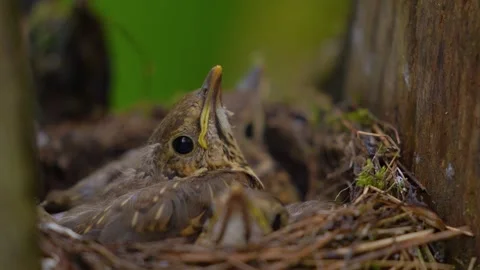 Three song thrush chicks resting in nest waiting for food on overcast summer day Vídeo Stock 345079307
