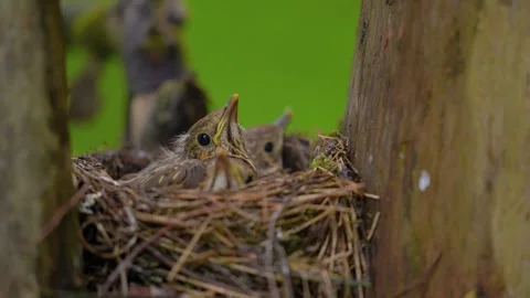 Three song thrush chicks resting in nest waiting for food on overcast summer day Vídeo Stock 345079348