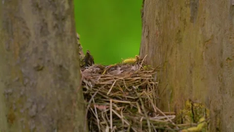 Three song thrush chicks resting in nest waiting for food on overcast summer day Vídeo Stock 345079375