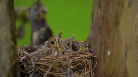 Three song thrush chicks resting in nest waiting for food on overcast summer day Vídeo Stock 345079416