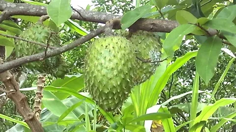 Three soursop fruit hanging on the tree. Annona muricata. Stock Footage 121872613