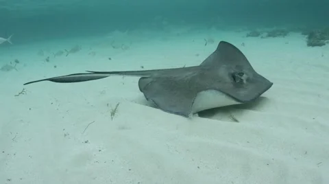 Three Southern Sting Rays swim past camera Video stock 56502135