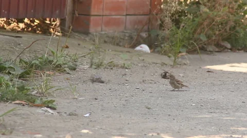 Three sparrow in ground dust Stock Footage 122109579