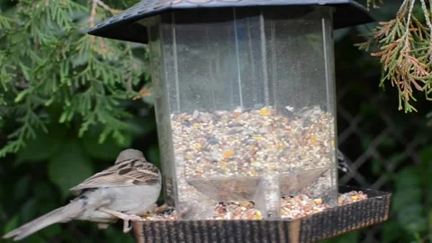 Three Sparrows on the bird feeder eating seeds Stock Footage 205078891