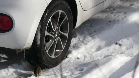 Three sparrows on a car tire. Snow ground in winter. With audio. Birds chirping. Stock Footage 151948420