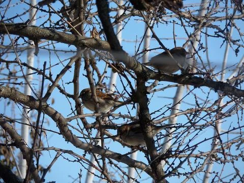 Three sparrows Close-up on winter branches. 写真素材