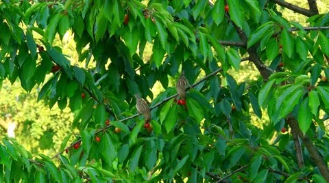 Three sparrows eat the cherries Stock Footage 11289655