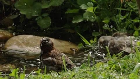 Three sparrows at a natural water source Stock Footage 309766032