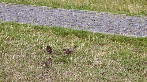 Three sparrows playing on the grass near to a cement narrow path Stock Footage 113441881