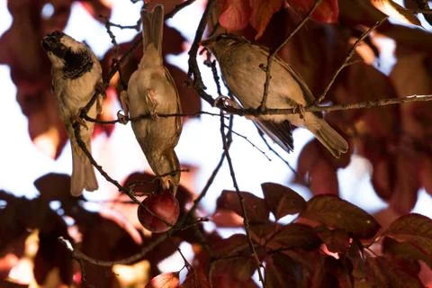 Three sparrows share a fruit in the park Stock Photos