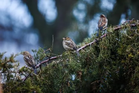 Three sparrows sit on a tree branch Stock Photos