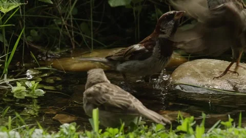 Three sparrows squabbling at a natural water source Stock Footage 309766028
