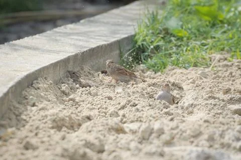 Three Sparrows Taking Sand Bath Stock Photos