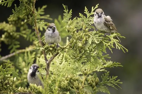 Three sparrows on a thuja tree in the garden Stock Photos