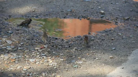 Three sparrows wash after rain Stock-Footage 8650611