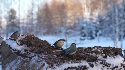 Three species of tits and eurasian nuthatch in the wild 스톡 동영상 327867802
