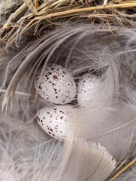 Three Speckled Barn Swallow Eggs Tucked into a Feather-Lined Straw Nest Stock-Fotos