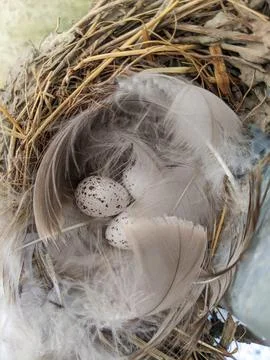 Three Speckled Barn Swallow Eggs Tucked into a Feather-Lined Straw Nest Foto stock