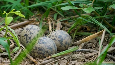 Three speckled eggs in a nest. new life. eggs in a nest. Stock Footage 342764820