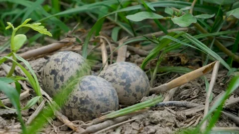Three speckled eggs in a nest. new life. eggs in a nest. Stock Footage 342764821