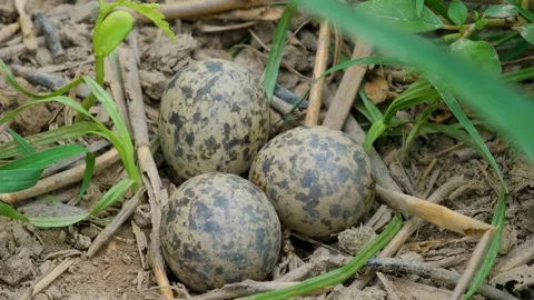 Three speckled eggs in a nest. new life. eggs in a nest. Stock Footage 342764826