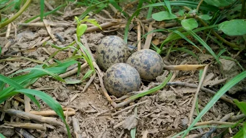 Three speckled eggs in a nest. new life. eggs in a nest. Stock Footage 342764865