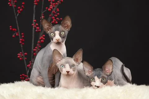 Three sphynx kitten Stock Photos