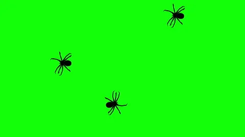 Three spider on green screen, CG animated silhouettes, seamless loop Stock Footage 65000421