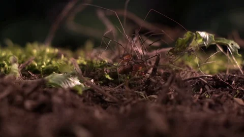 Three spider moving on the muddy land in slow motion Stock Footage 81230556