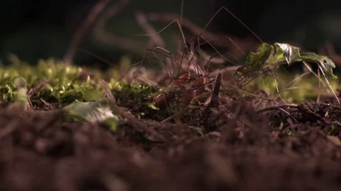 Three spider moving on the muddy land in slow motion Stock Footage 81230598