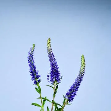 Three spiked speedwell Stock Photos