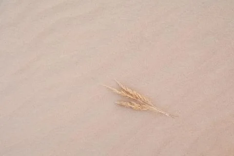 Three spikelet on a sandy background Stock Photos