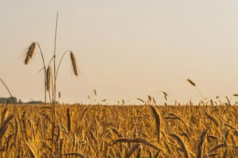 Three spikelets of rye close-up over a golden field. Light at sunset. Stock Photos