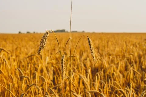Three spikelets of rye close-up over a golden field. Light at sunset. Stock Photos