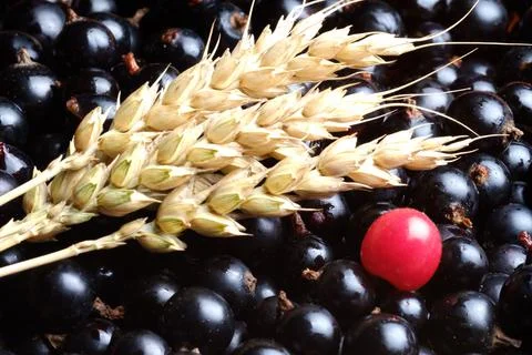 Three spikelets of wheat and black currant nearby is a red cherry berry Foto stock
