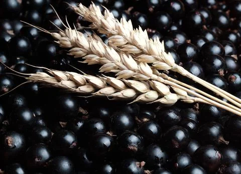 Three spikelets of wheat are on a large number of black currants Stock Photos
