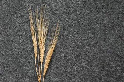 Three spikelets of wheat Stock Photos
