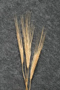 Three spikelets of wheat Stock Photos