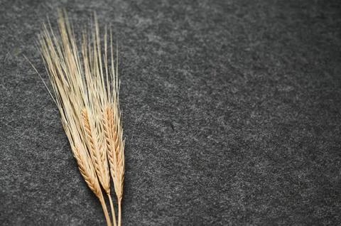 Three spikelets of wheat Stock Photos