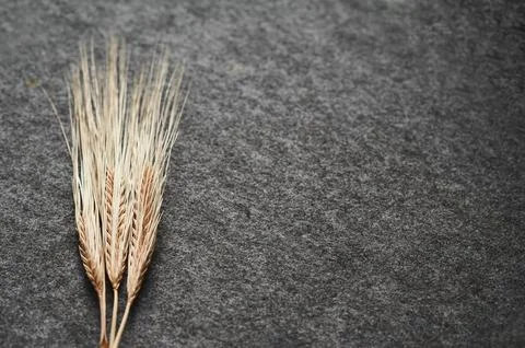 Three spikelets of wheat Stock Photos