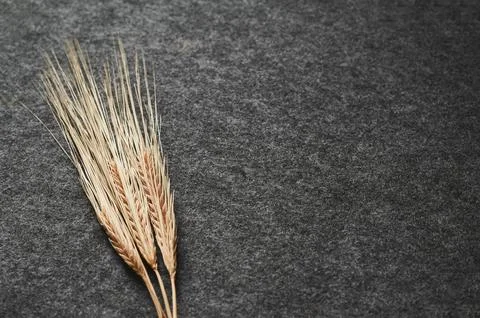 Three spikelets of wheat Stock-Fotos