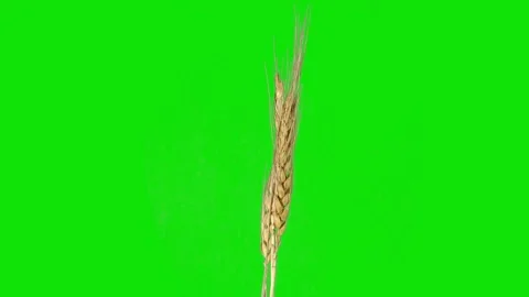 Three spikelets of wheat rotate on a green background. Isolate. Stock Footage 139745806