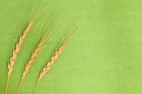 Three spikes of wheat on the left of the frame. Stock Photos