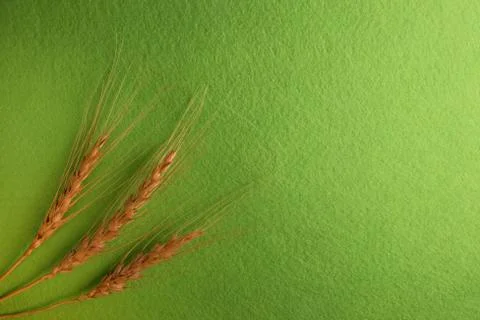 Three spikes of wheat on the left of the frame. Stock Photos