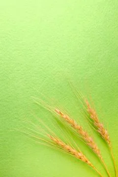 Three spikes of wheat oh the down of the Stock Photos