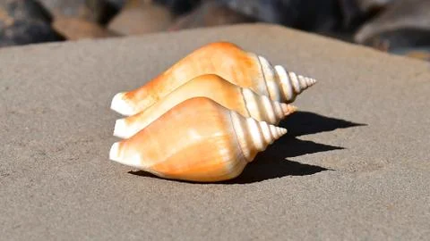 Three spiral seashells Foto stock