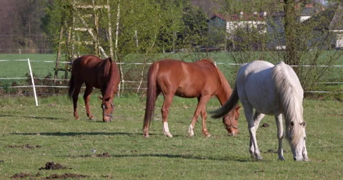 Three splendid horses brown and white grazing eat grass on a pasture Husbandry Video stock 240134697